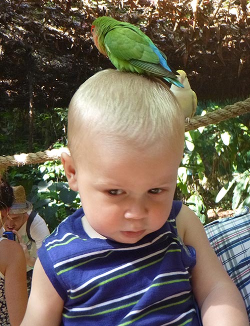 "What's he Doing Up There?"